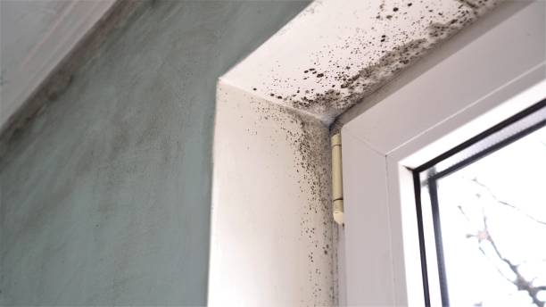 Best Black Mold Removal  in Peabody, KS